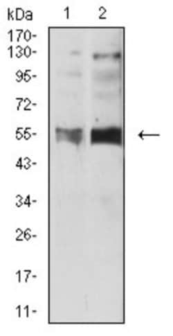 5-HT3B Antibody (4G6H7) - BSA Free, Novus Biologicals 0.1 ml; Unconjugated:Antibodies,